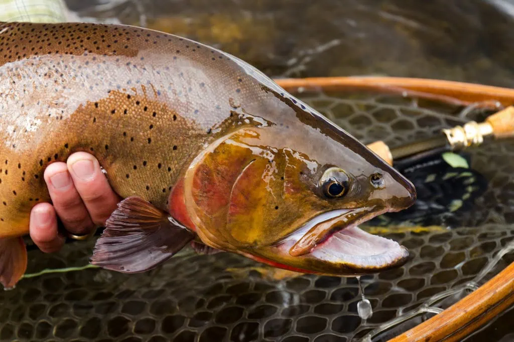 fishing in jackson hole wyoming