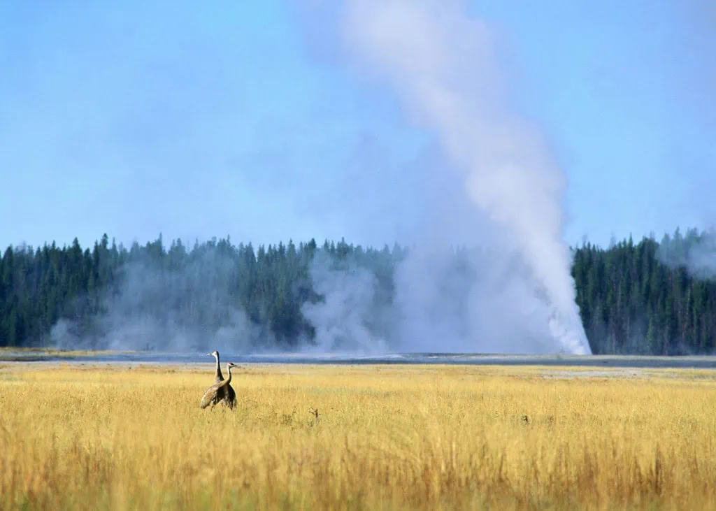 yellowstone geyser