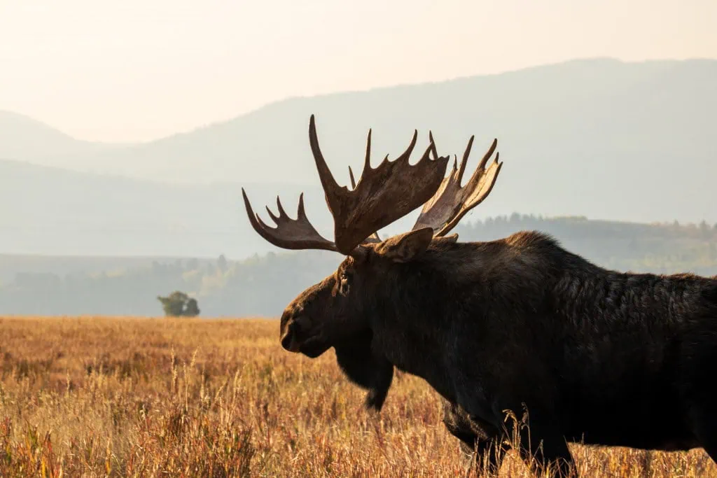 bison wildlife tour jackson hole