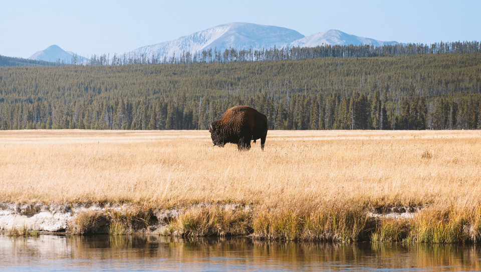 Yellowstone National Park