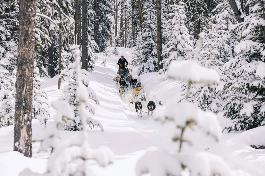 Snowy forest with a person and a team of sled dogs running through the snow.