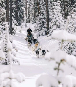 Holidays Jackson Hole