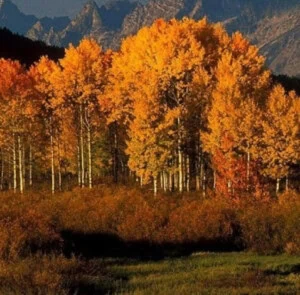 fall in jackson