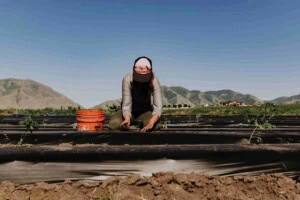 Planting seedlings in a farm with mountains in the background.
