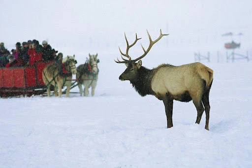 Moose standing in snow with a sled team in the background.