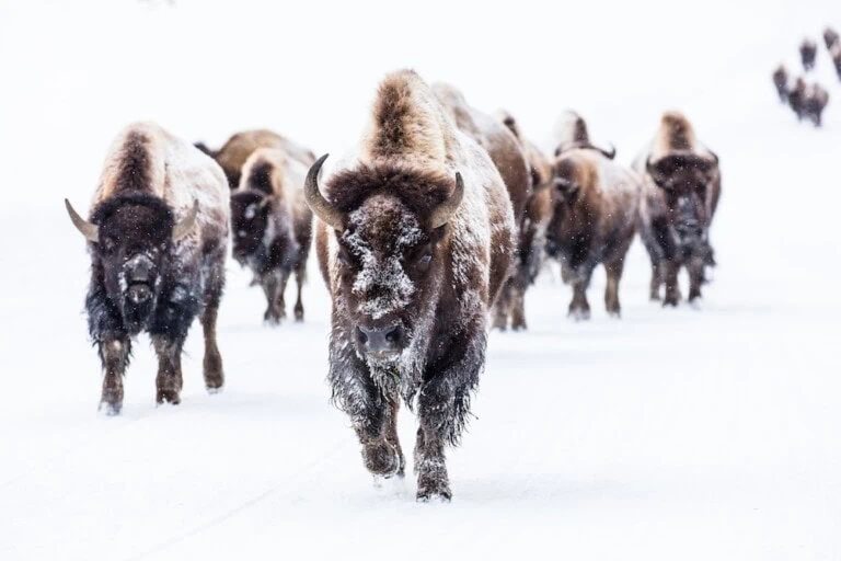 Bison group in the road near Frying Pan Spring