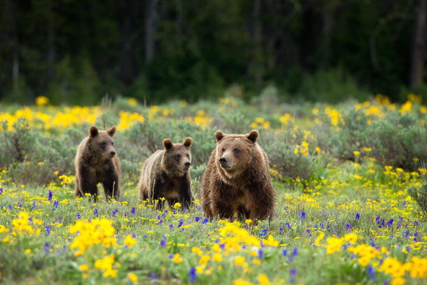 Traveling Yellowstone and Grand Teton: More Than a Destination