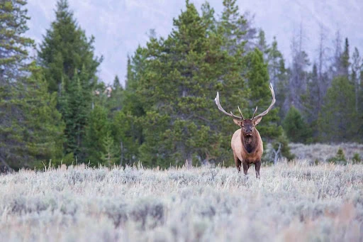 fall in the tetons