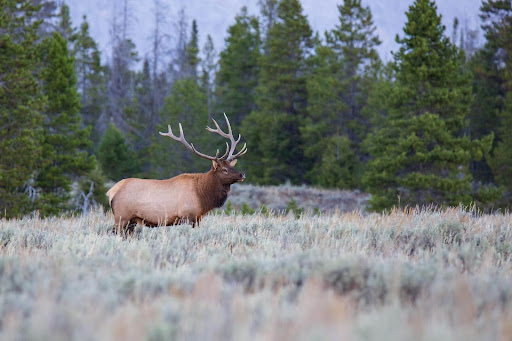 The Pace of Fall in the Tetons
