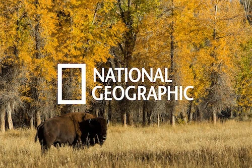 Bison grazing in a field with autumn trees in the background, National Geographic logo overlay.