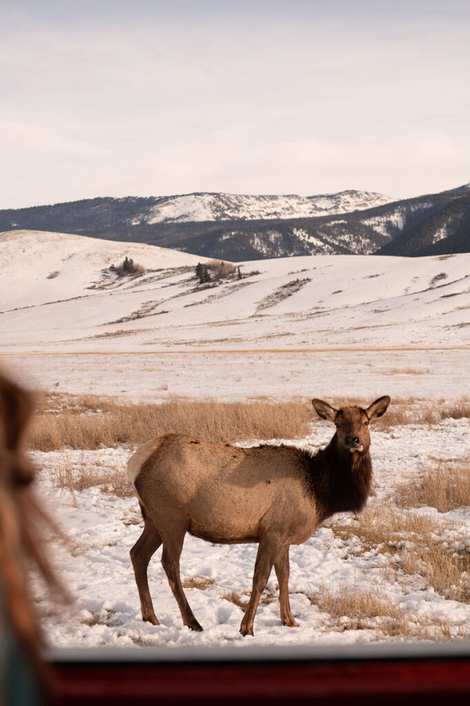 national elk refuge experenece in jackson hole
