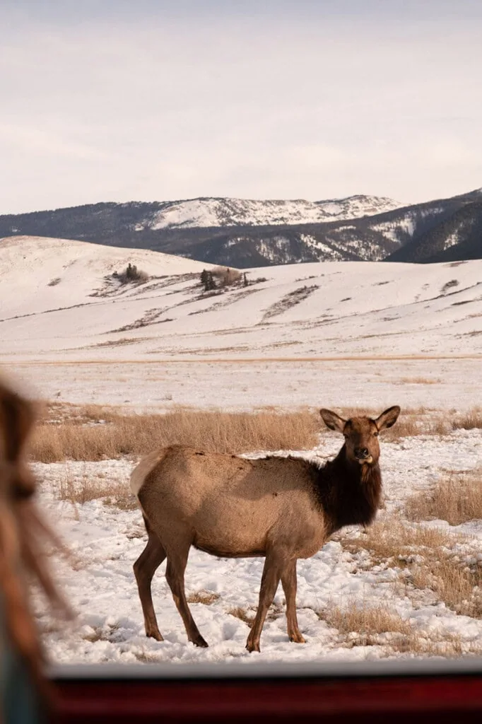 Moose standing in a snowy landscape with mountains in the background.