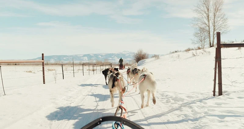Horses pulling a sled through a snowy landscape with mountains in the background.
