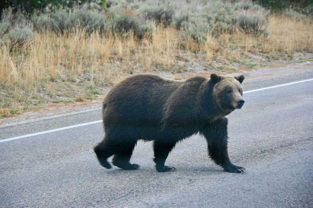 A bear walking across a paved road with grass and shrubs in the background.