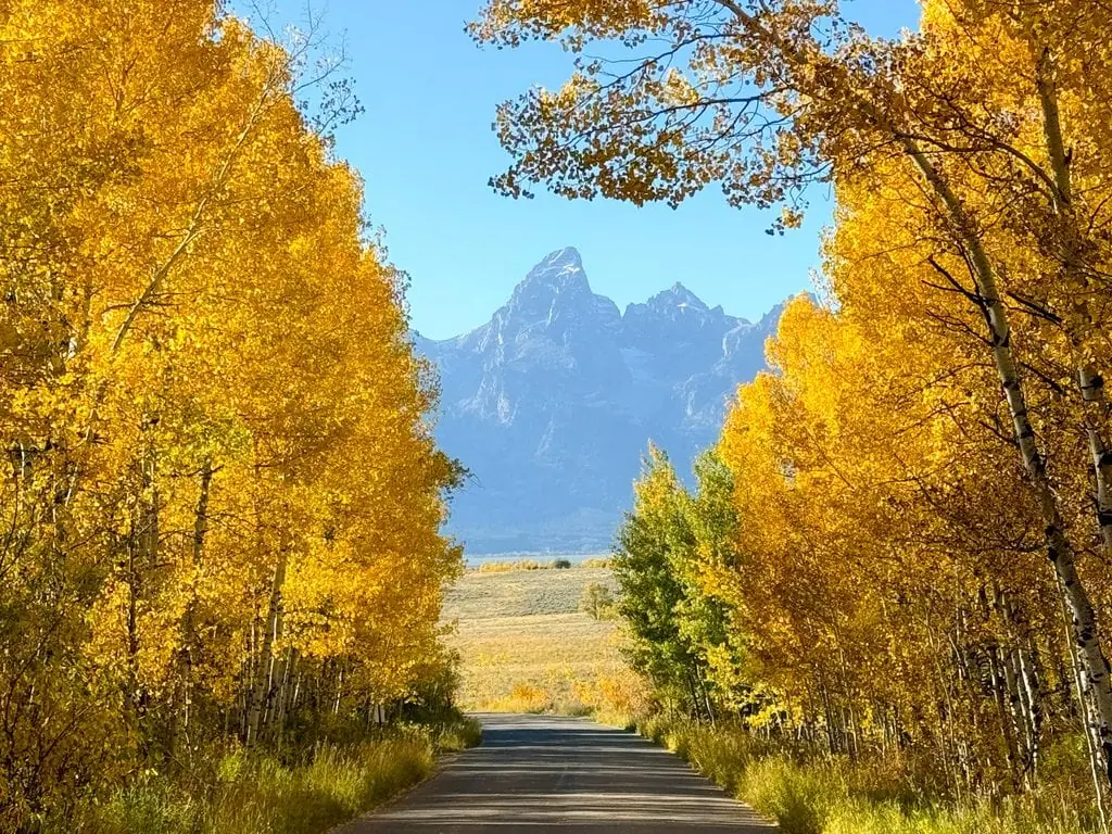 Autumn trees line a road with mountains in the background.