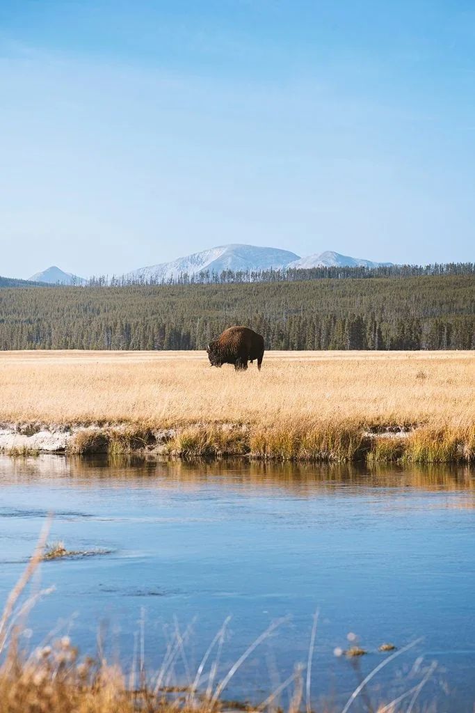 Bison grazing in a field with mountains in the background and a river in the foreground.