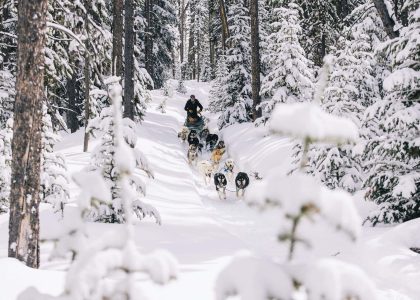 Snowy forest with a person and a team of sled dogs running through the snow.